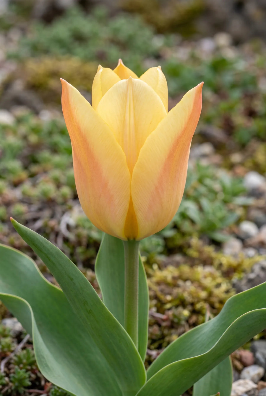 Tulipa Batalinii Bright Gem — close-up van de bloem