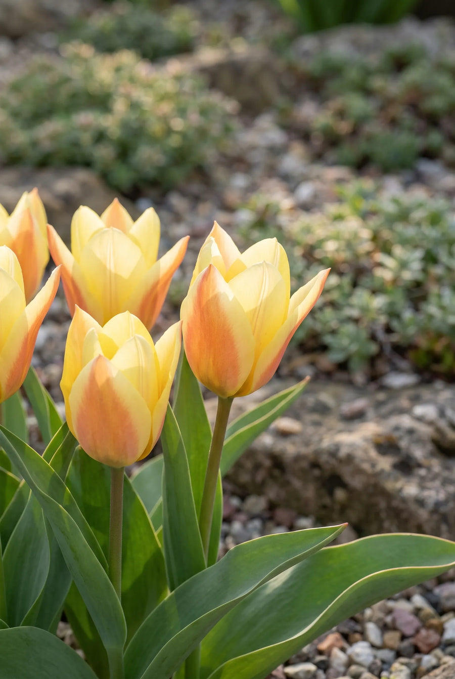 Tulipa Batalinii Bright Gem — sfeerbeeld