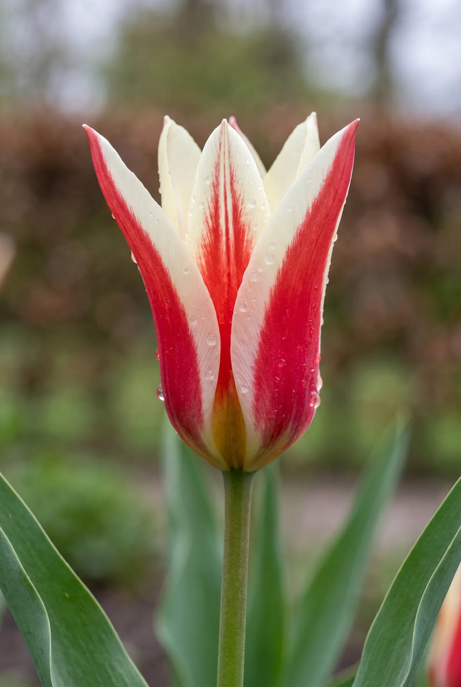 Tulipa Clusiana — close-up van de bloem