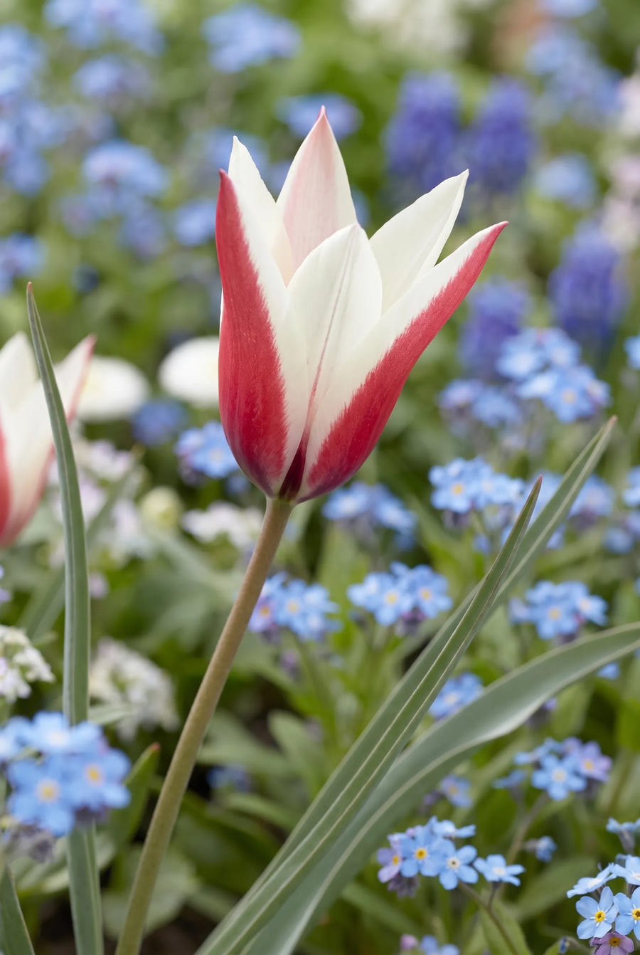 Tulipa Clusiana — close-up van de bloem
