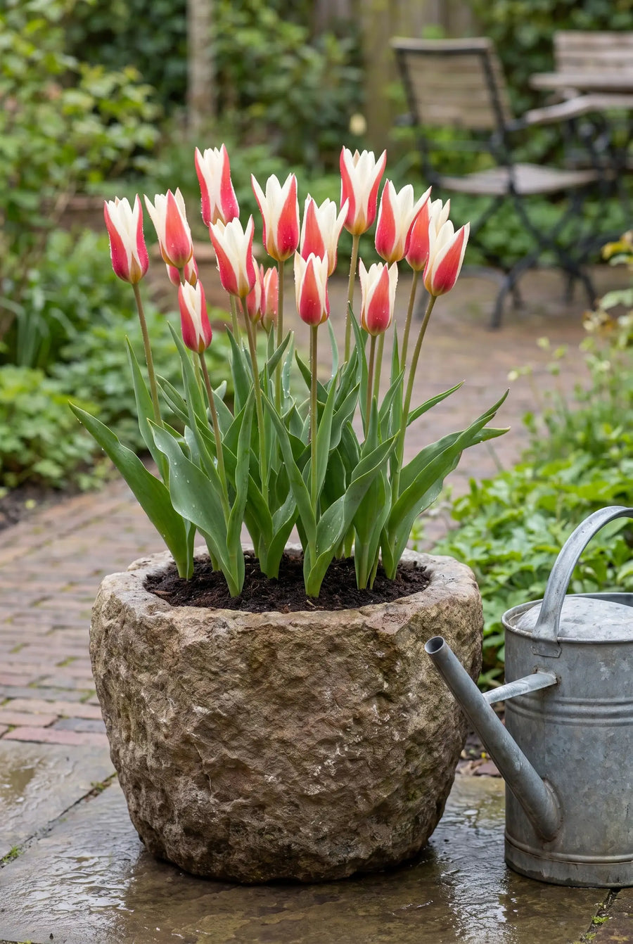 Tulipa Clusiana — in pot op terras