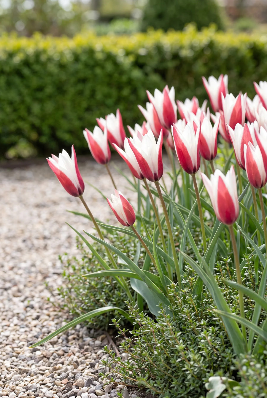 Tulipa Clusiana — in de tuin