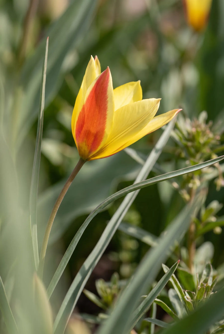 Tulipa Clusiana Tubergens Gem — sfeerbeeld