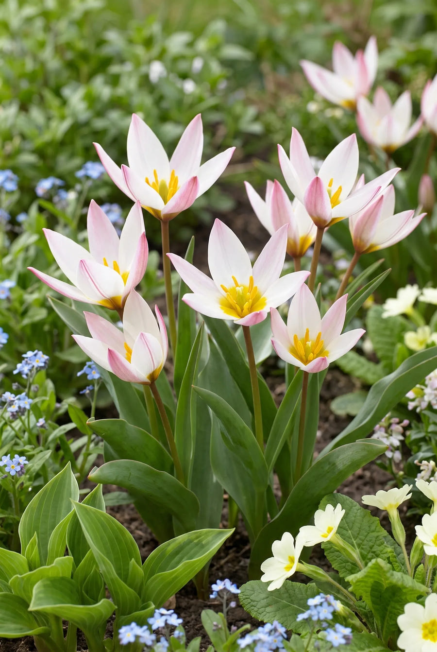 Tulipa Hilde — in de border