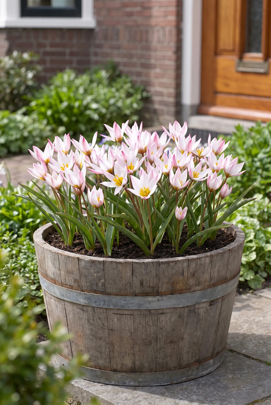 Tulipa Hilde — in pot op terras