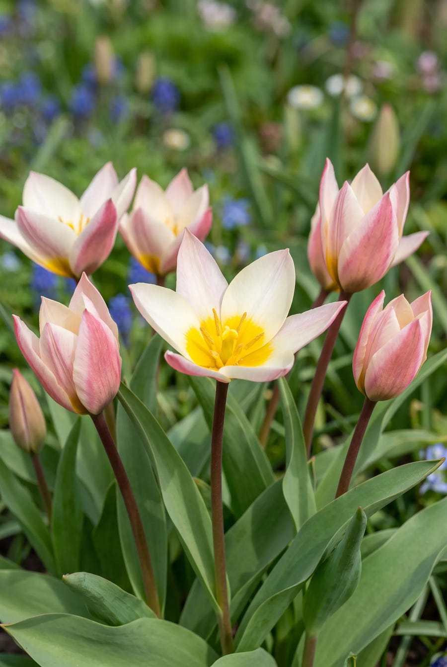 Tulipa Hilde — sfeerbeeld