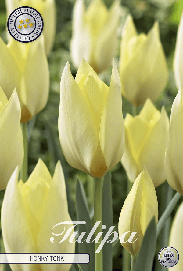 Tulipa Honky Tonk