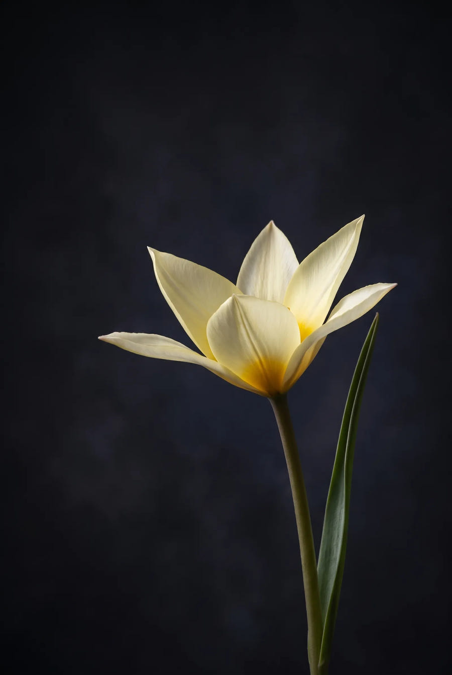 Tulipa Honky Tonk — sfeerbeeld