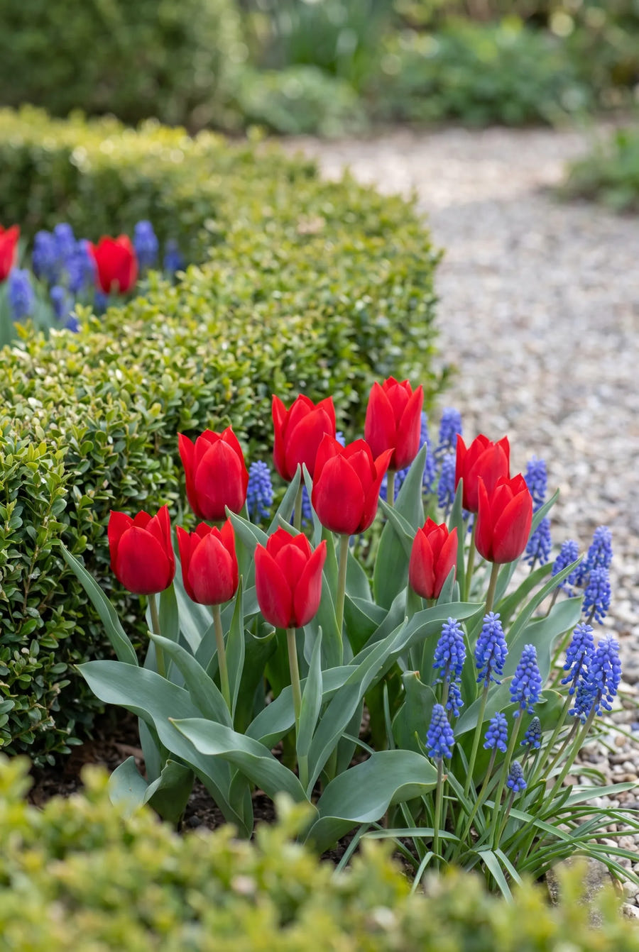 Tulipa Red Hunter — in de border