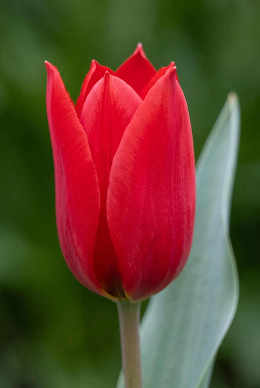 Tulipa Red Hunter — close-up van de bloem