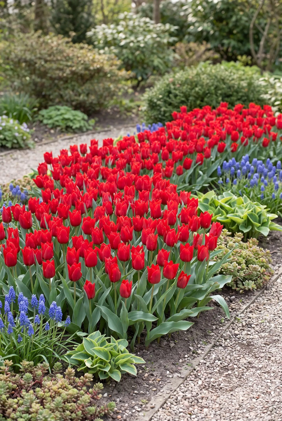 Tulipa Red Hunter — groep in de tuinborder