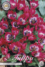 Tulipa Little Beauty