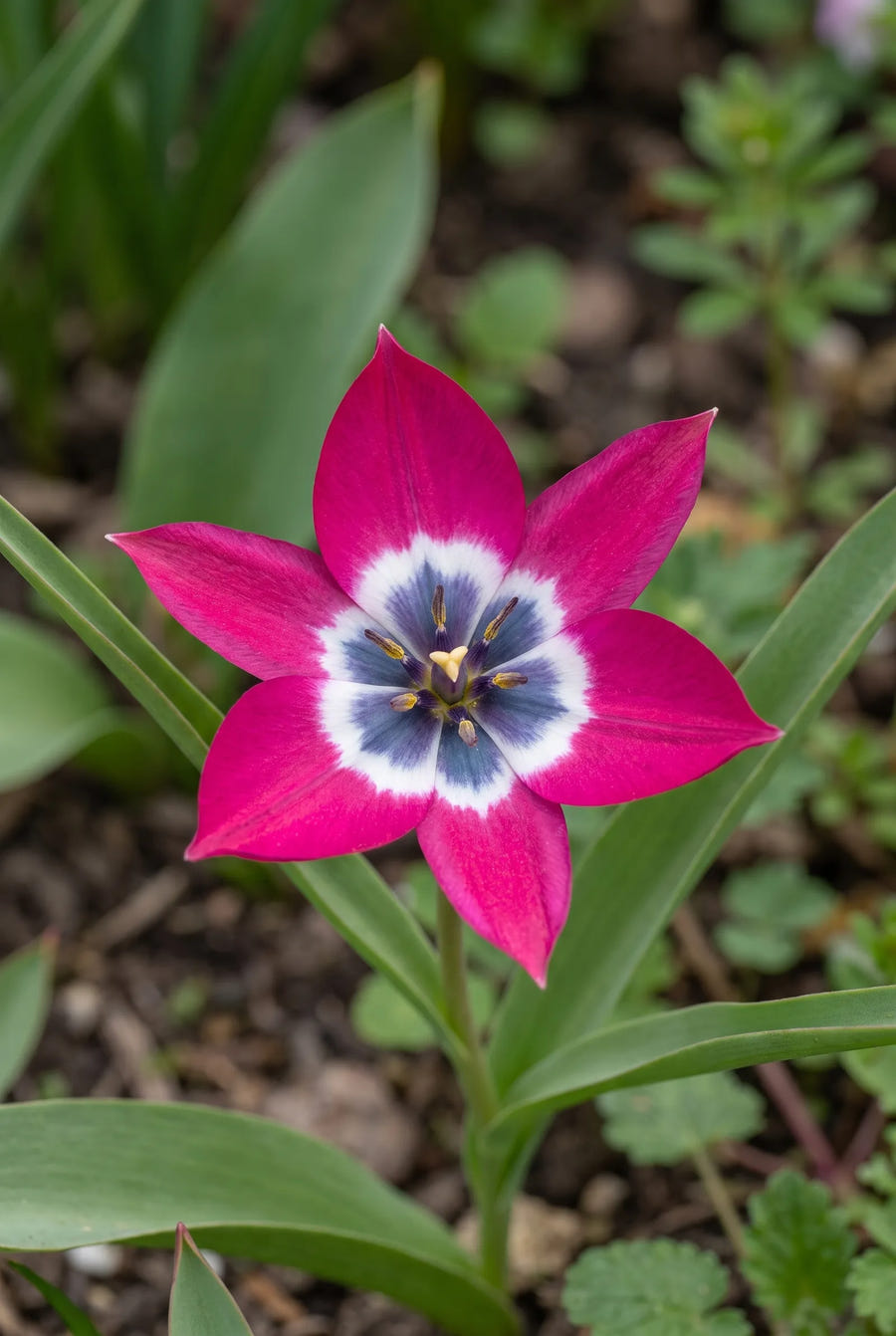 Tulipa Little Beauty — close-up van de bloem