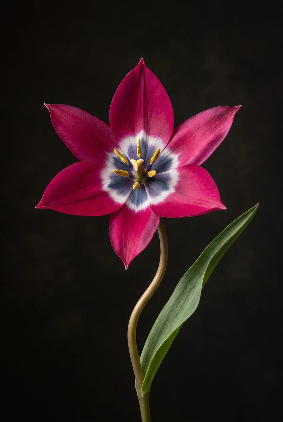Tulipa Little Beauty — sfeerbeeld