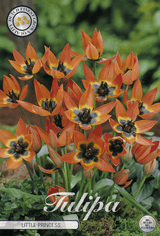 Tulipa Little Princess