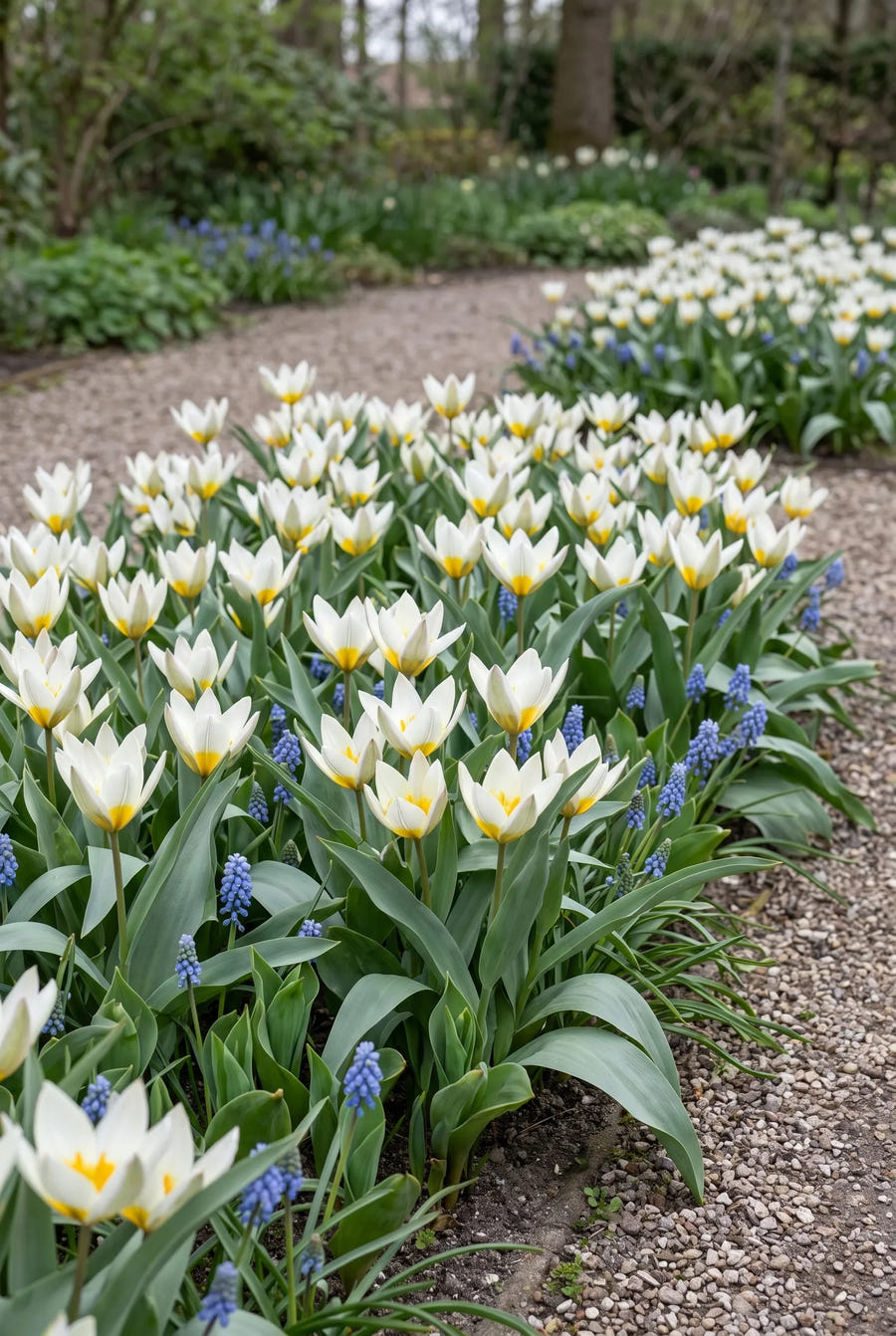 Tulipa Polychroma — groep in de tuinborder