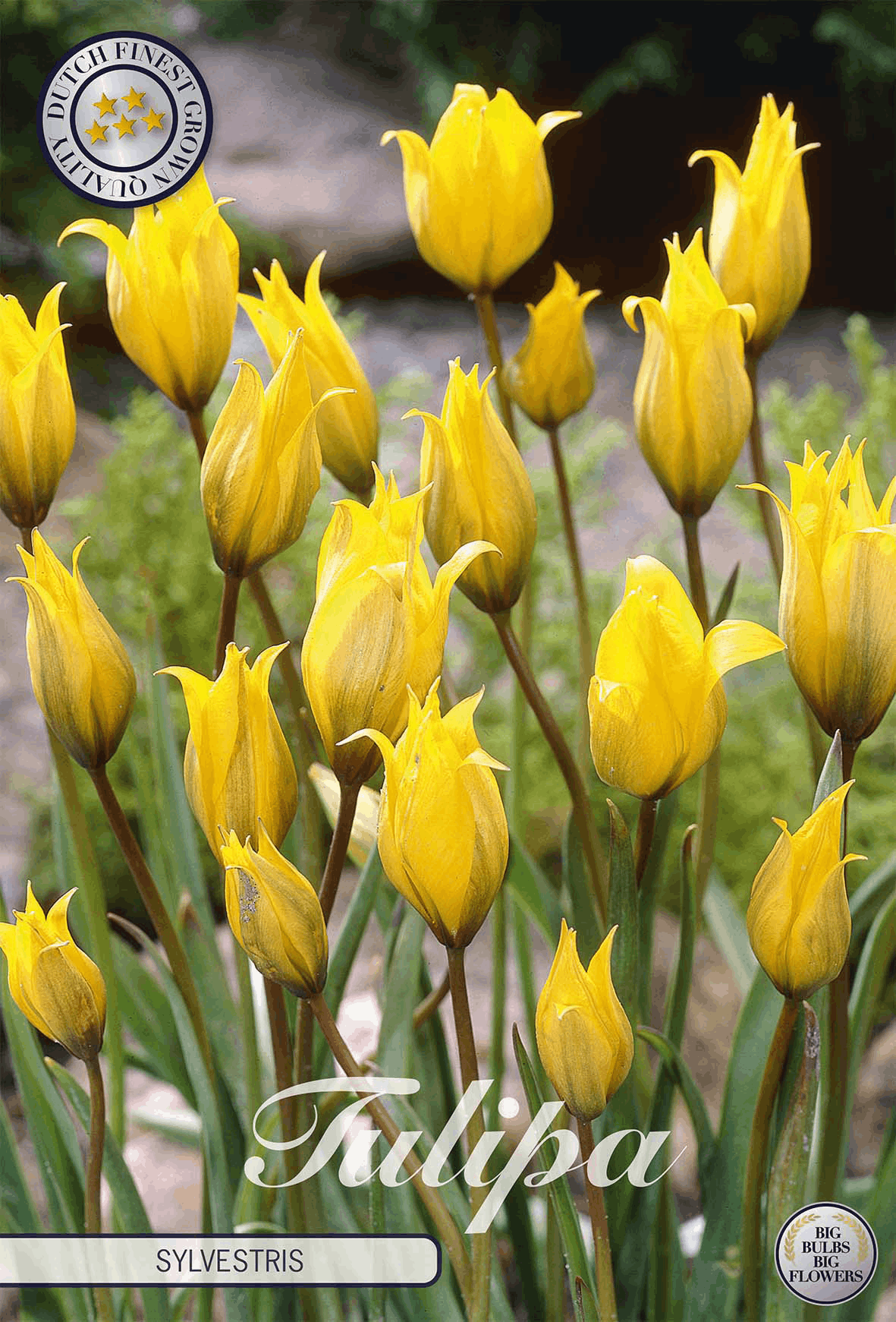 Tulipa Sylvestris