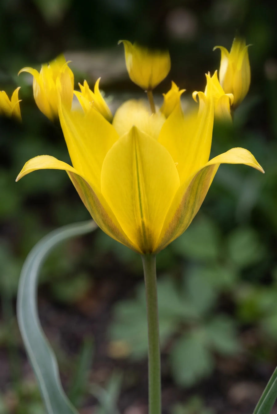 Tulipa Sylvestris — close-up van de bloem