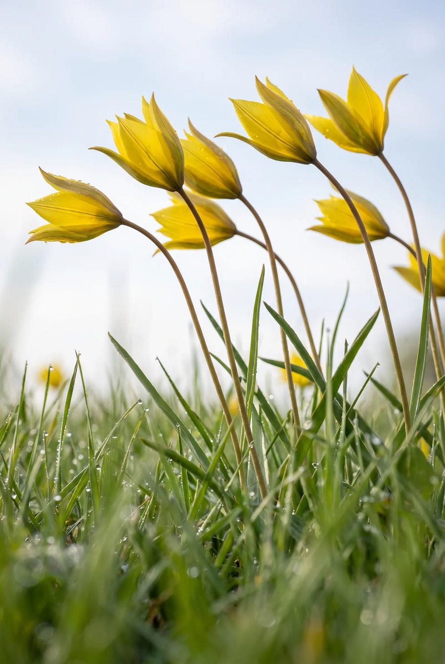 Tulipa Sylvestris — in de tuin
