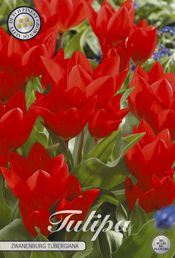 Tulipa Zwanenburg Tubergiana