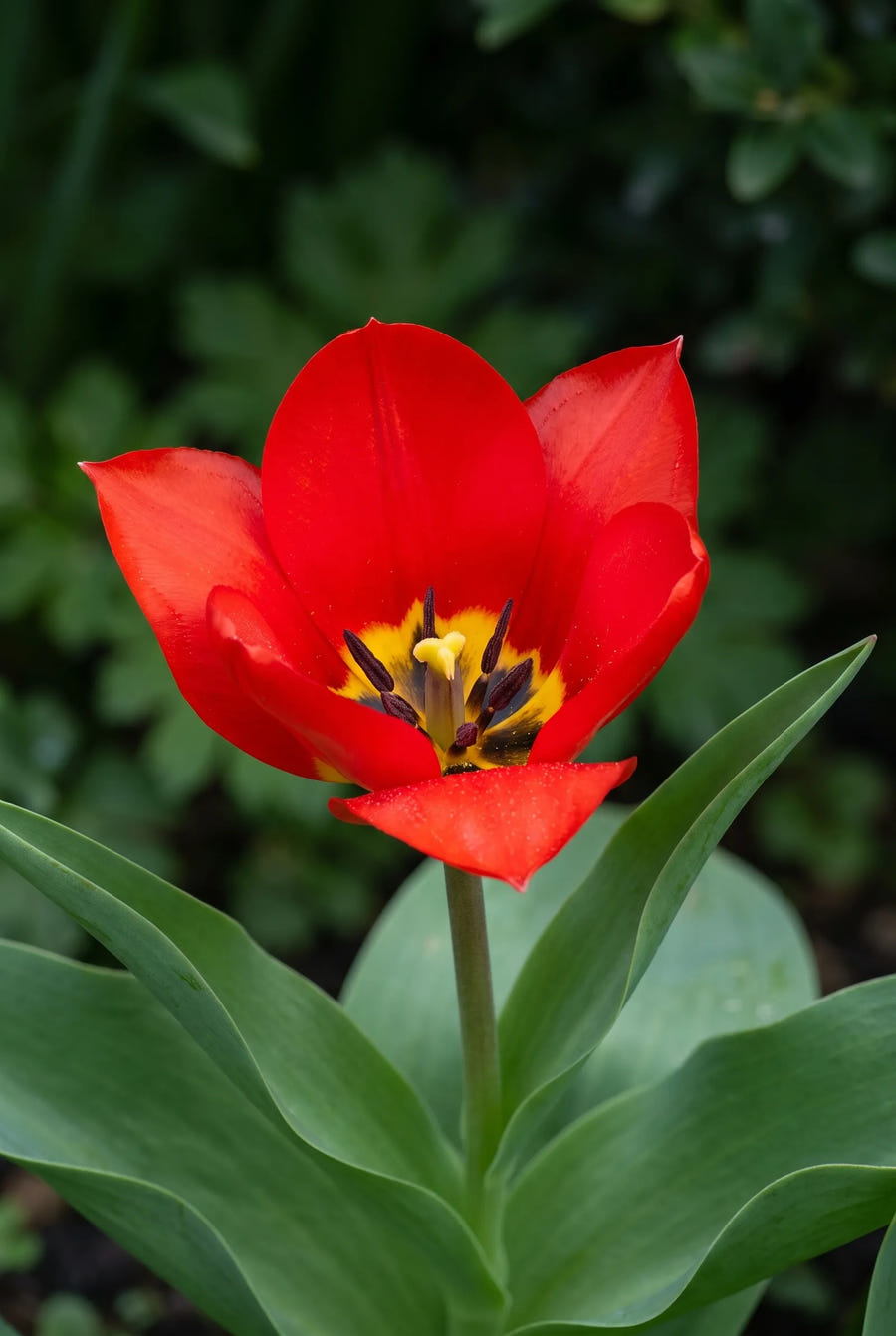Tulipa Zwanenburg Tubergiana — close-up van de bloem