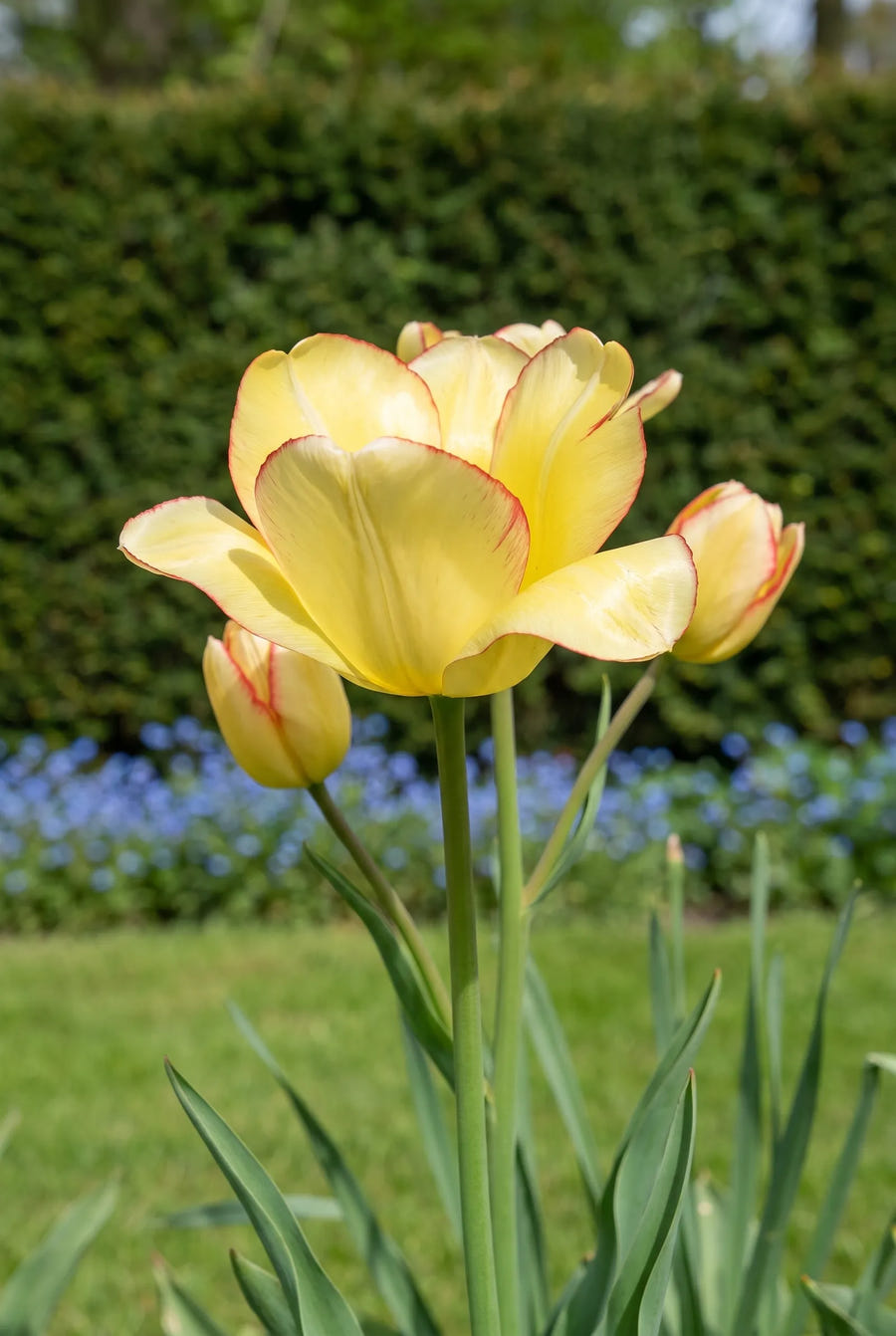 Tulipa Aquilla — close-up van de bloem