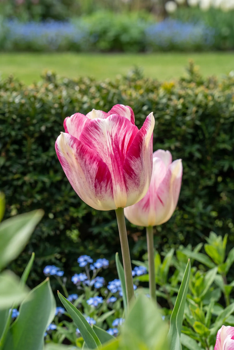 Tulipa Dream Club — close-up van de bloem