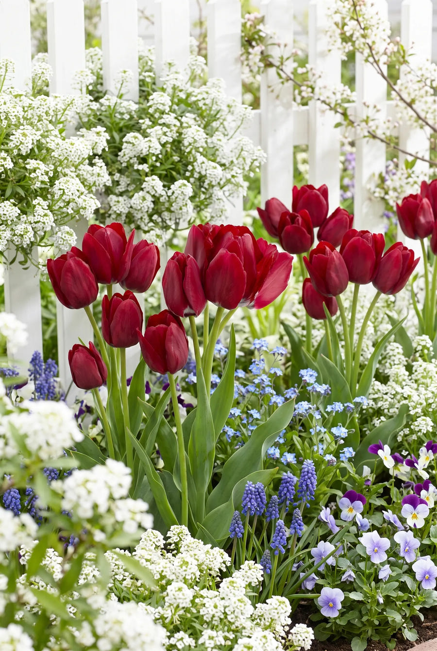 Tulipa Fiery Club — in de border