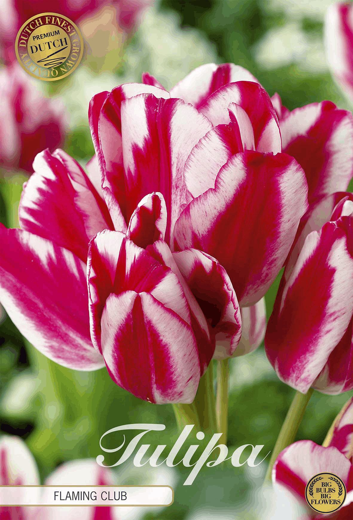 Tulipa Flaming Club