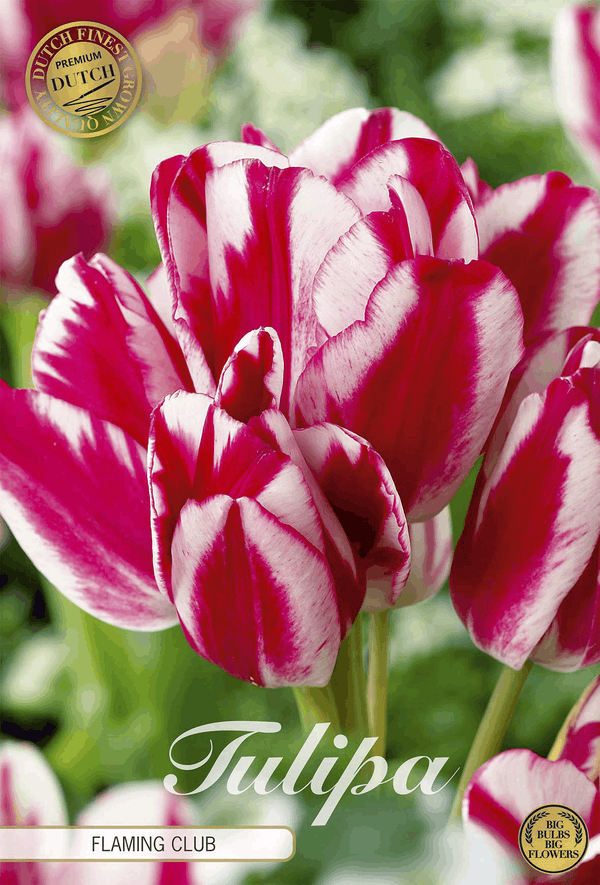 Tulipa Flaming Club