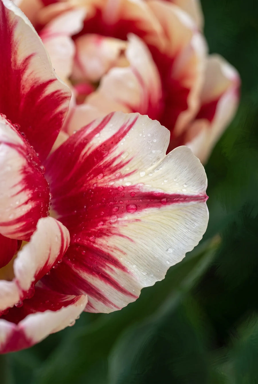 Tulipa Flaming Club — sfeerbeeld