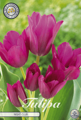 Tulipa Night Club