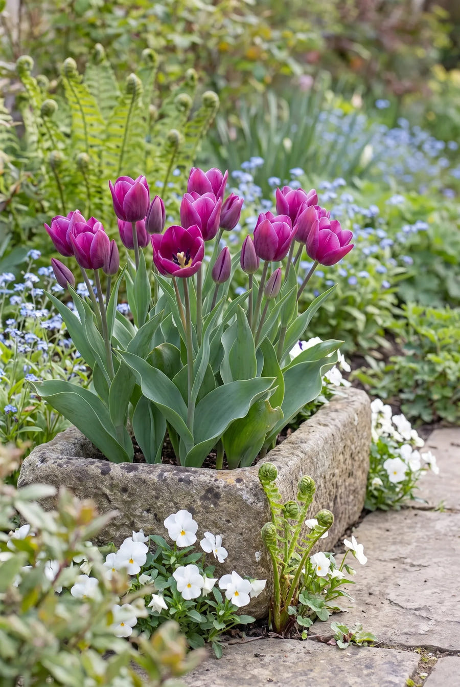 Tulipa Night Club — in pot op terras