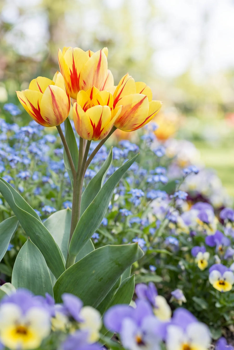Tulipa Wonder Club — close-up van de bloem