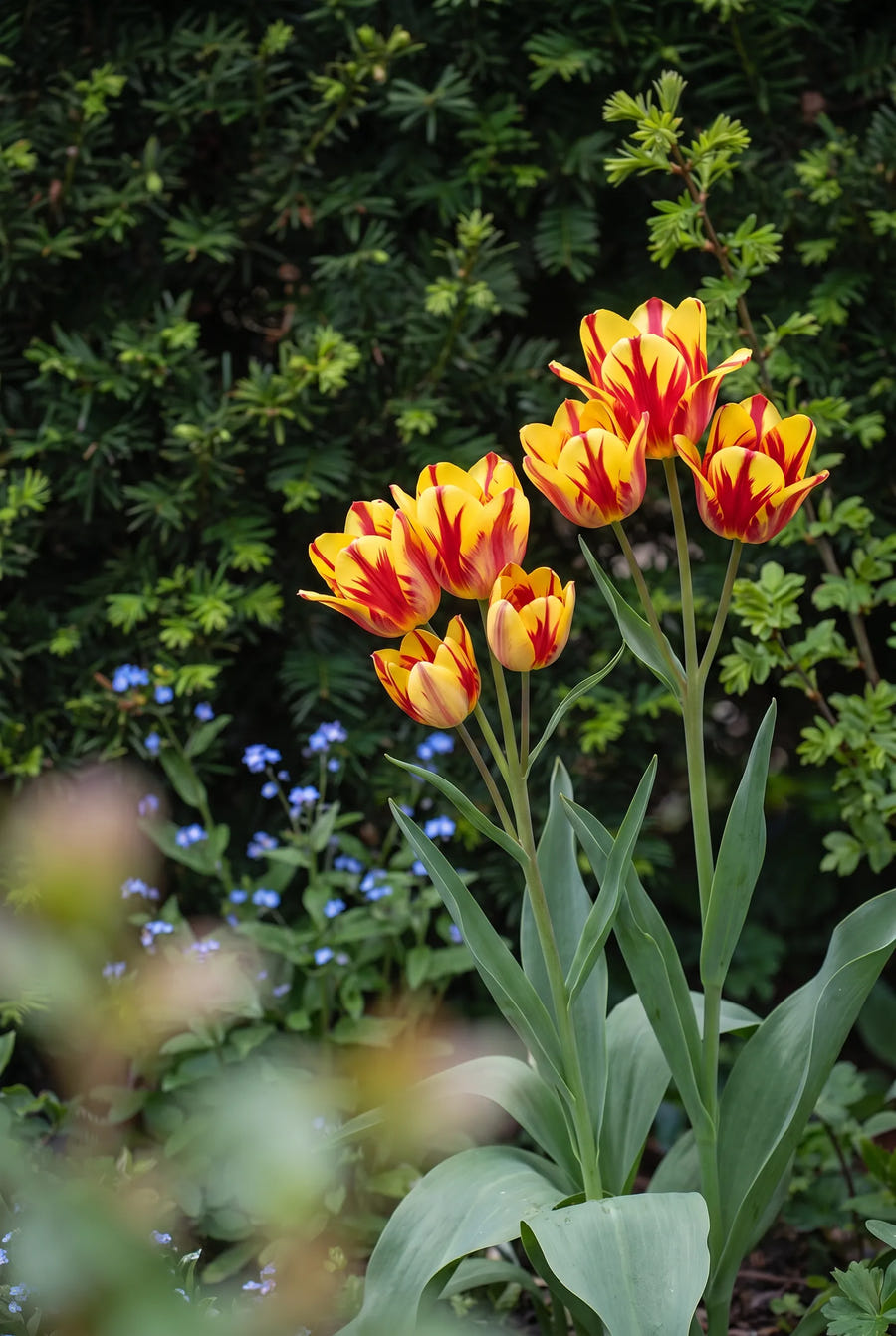 Tulipa Wonder Club — sfeerbeeld