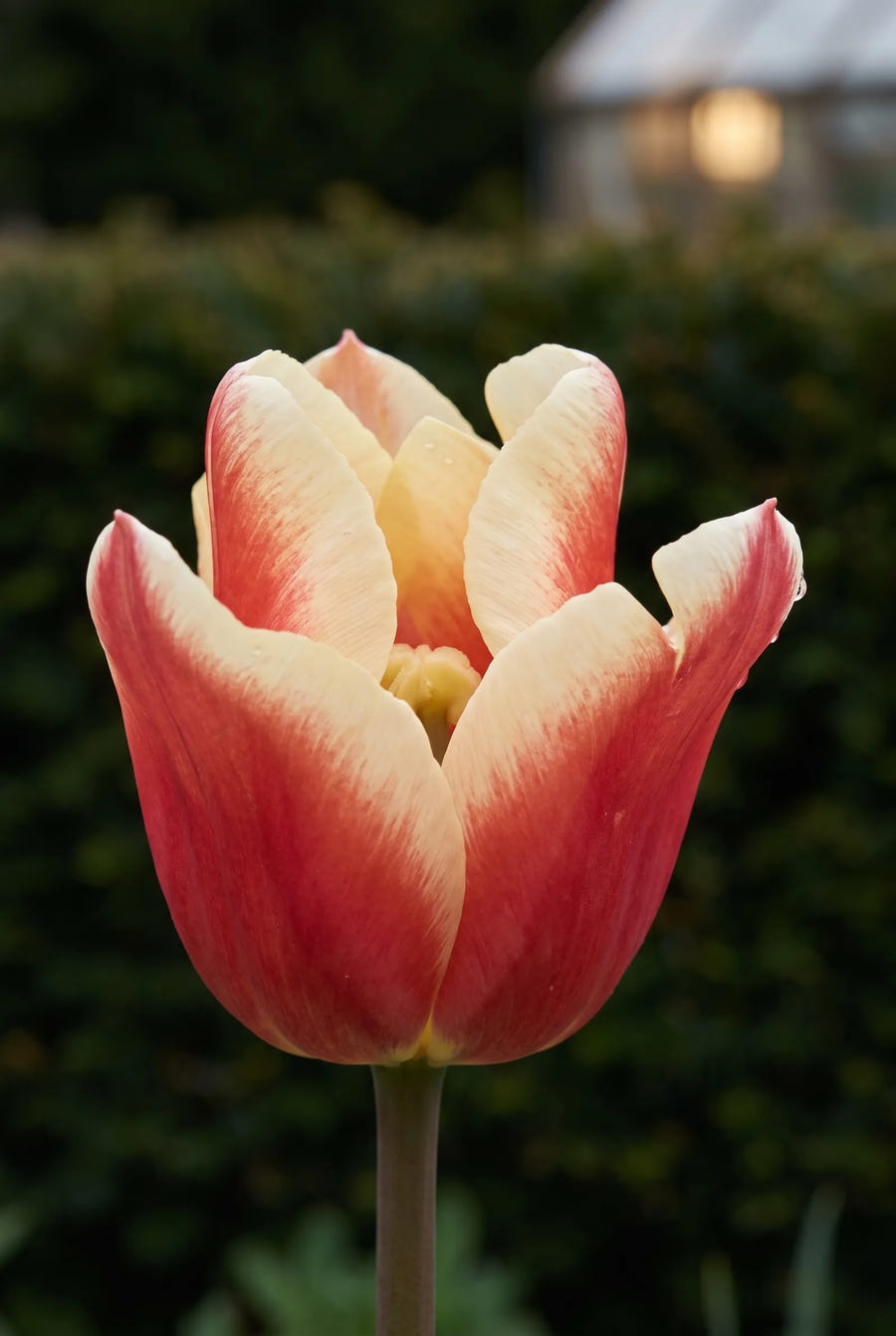 Tulipa Elegant Crown — close-up van de bloem