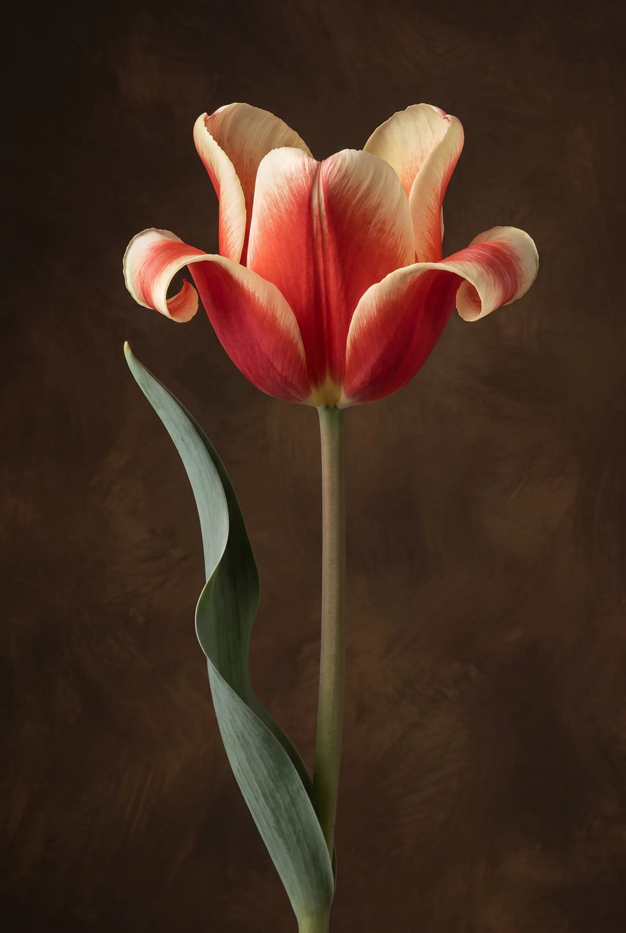 Tulipa Elegant Crown — sfeerbeeld