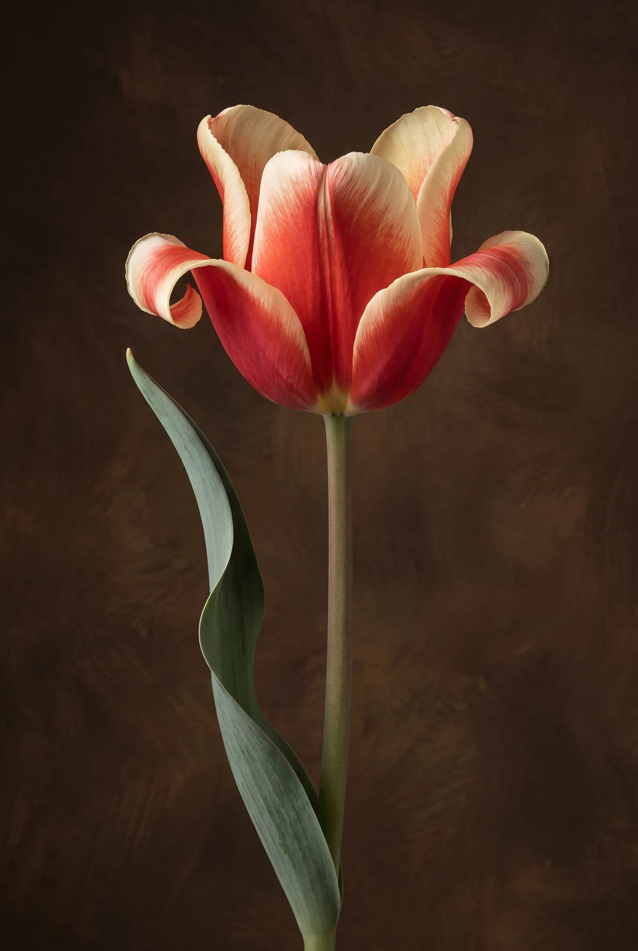 Tulipa Elegant Crown — sfeerbeeld