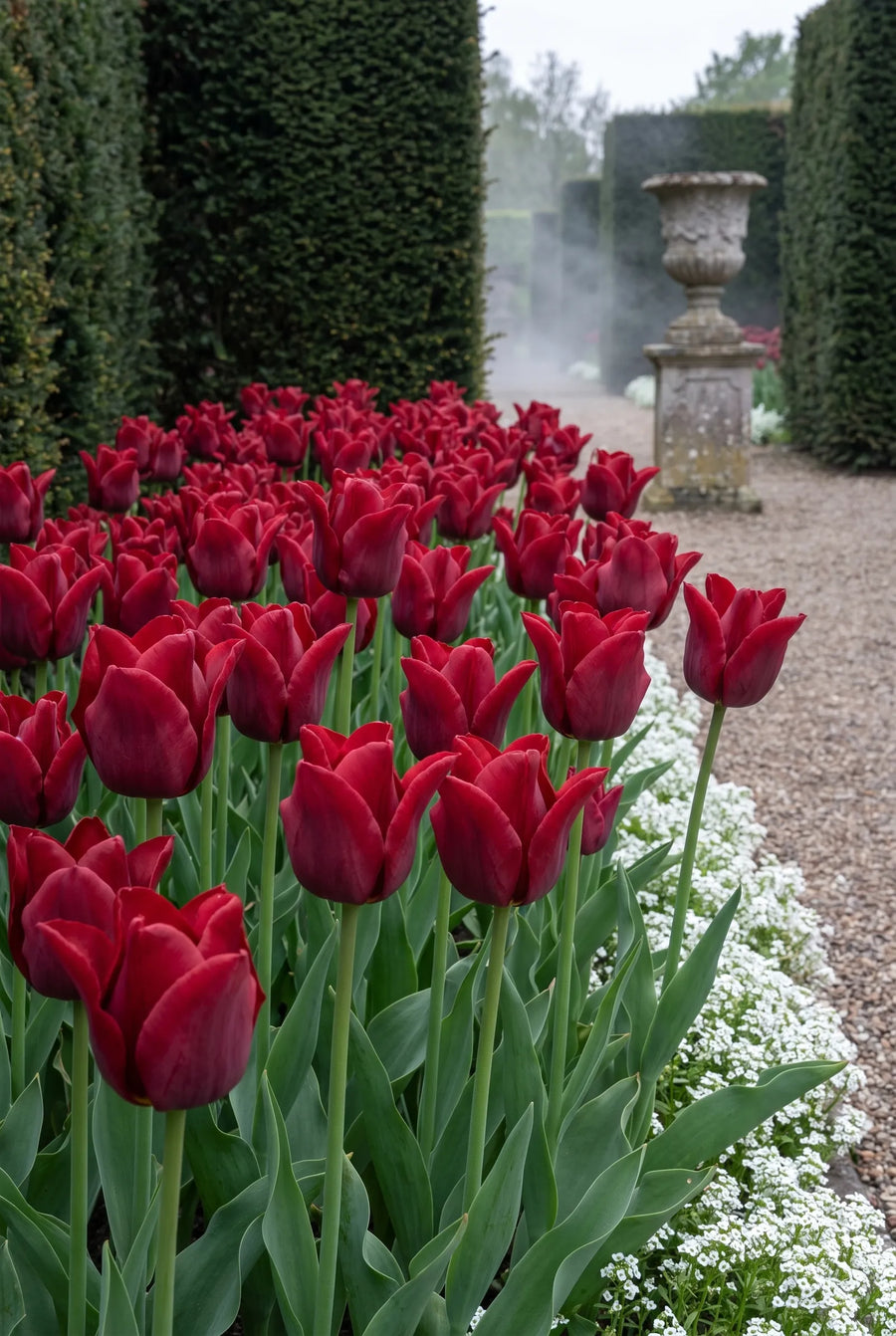 Tulipa Red Dress — in de border