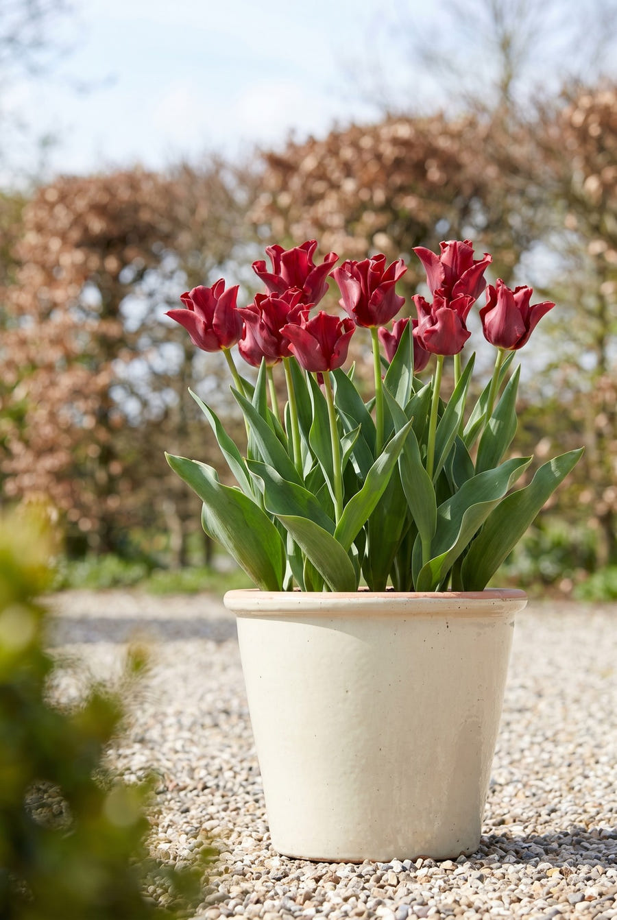 Tulipa Red Dress — in pot op het terras
