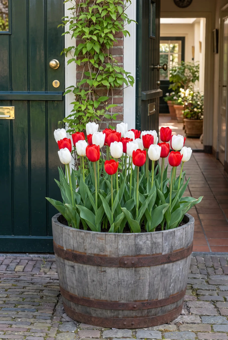 Tulipa Amsterdam — in pot op terras
