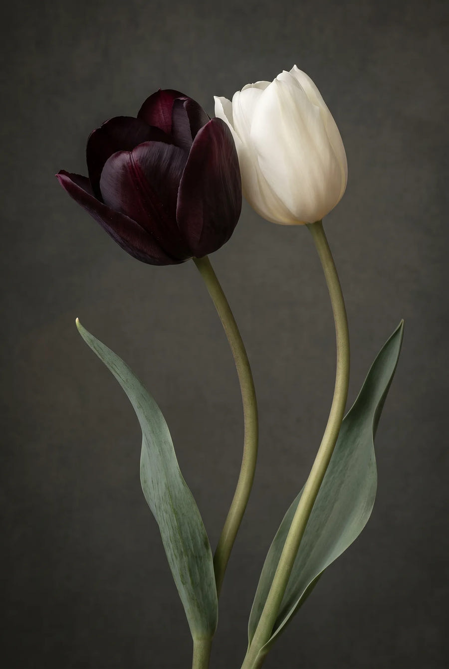 Tulipa Black Jacky — sfeerbeeld
