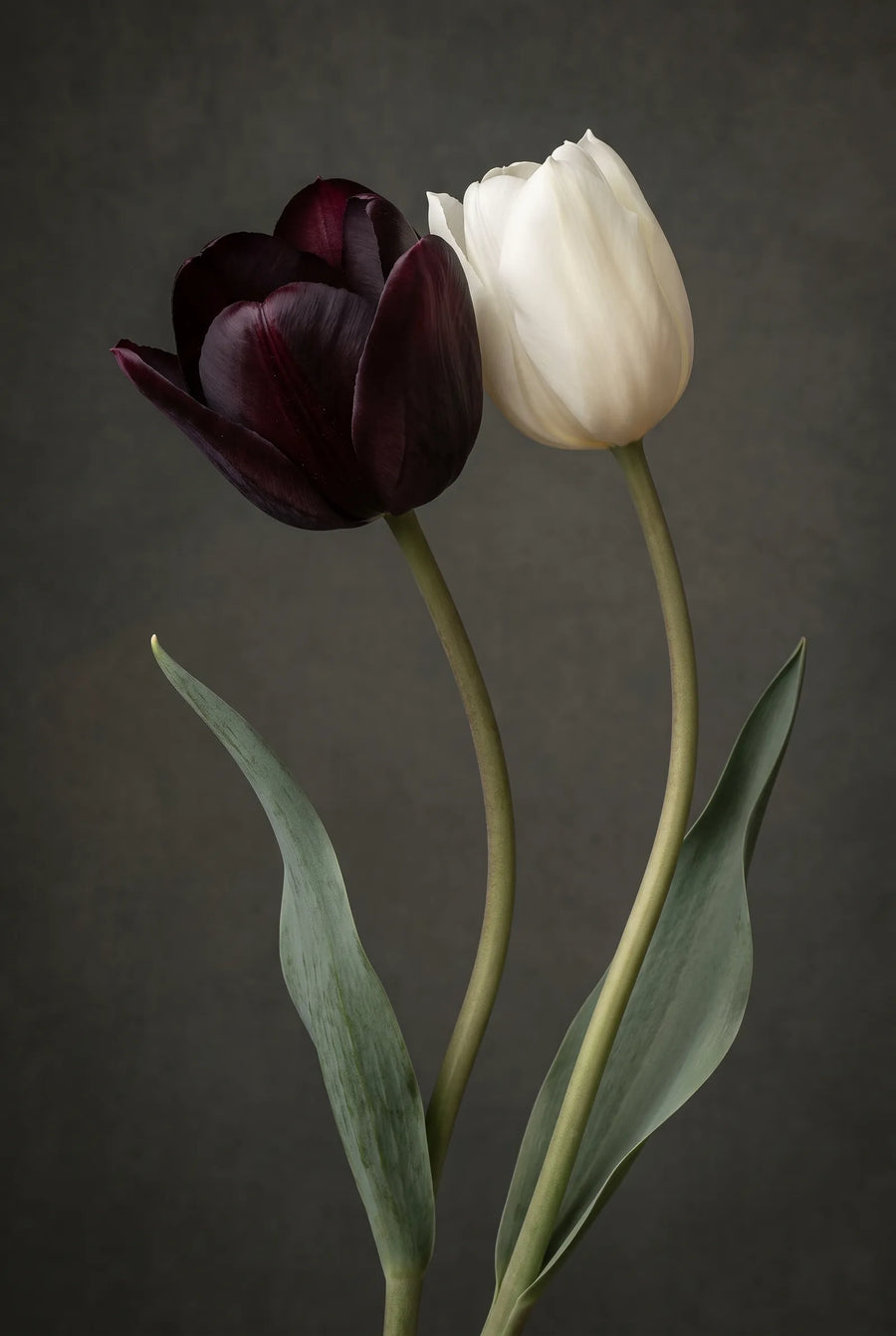 Tulipa Black Jacky — sfeerbeeld