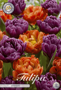 Tulipa Bravoure