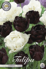 Tulipa Charming