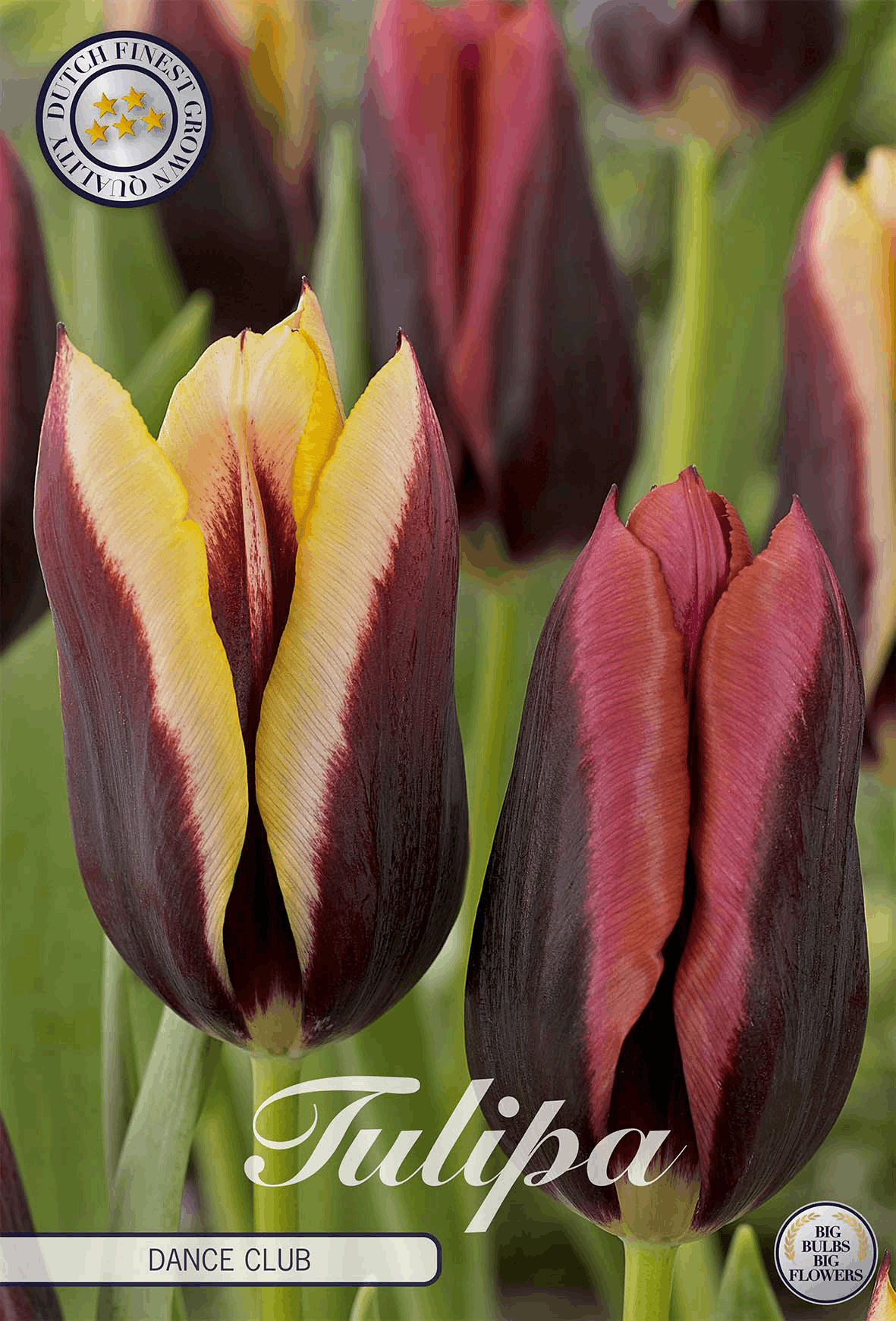 Tulipa Dance Club