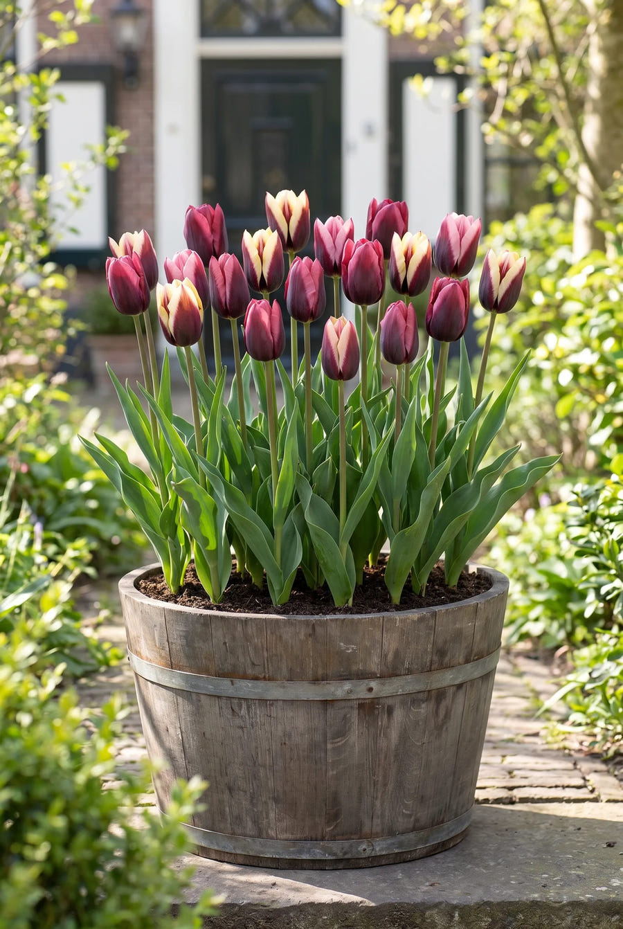 Tulipa Dance Club — in pot op terras