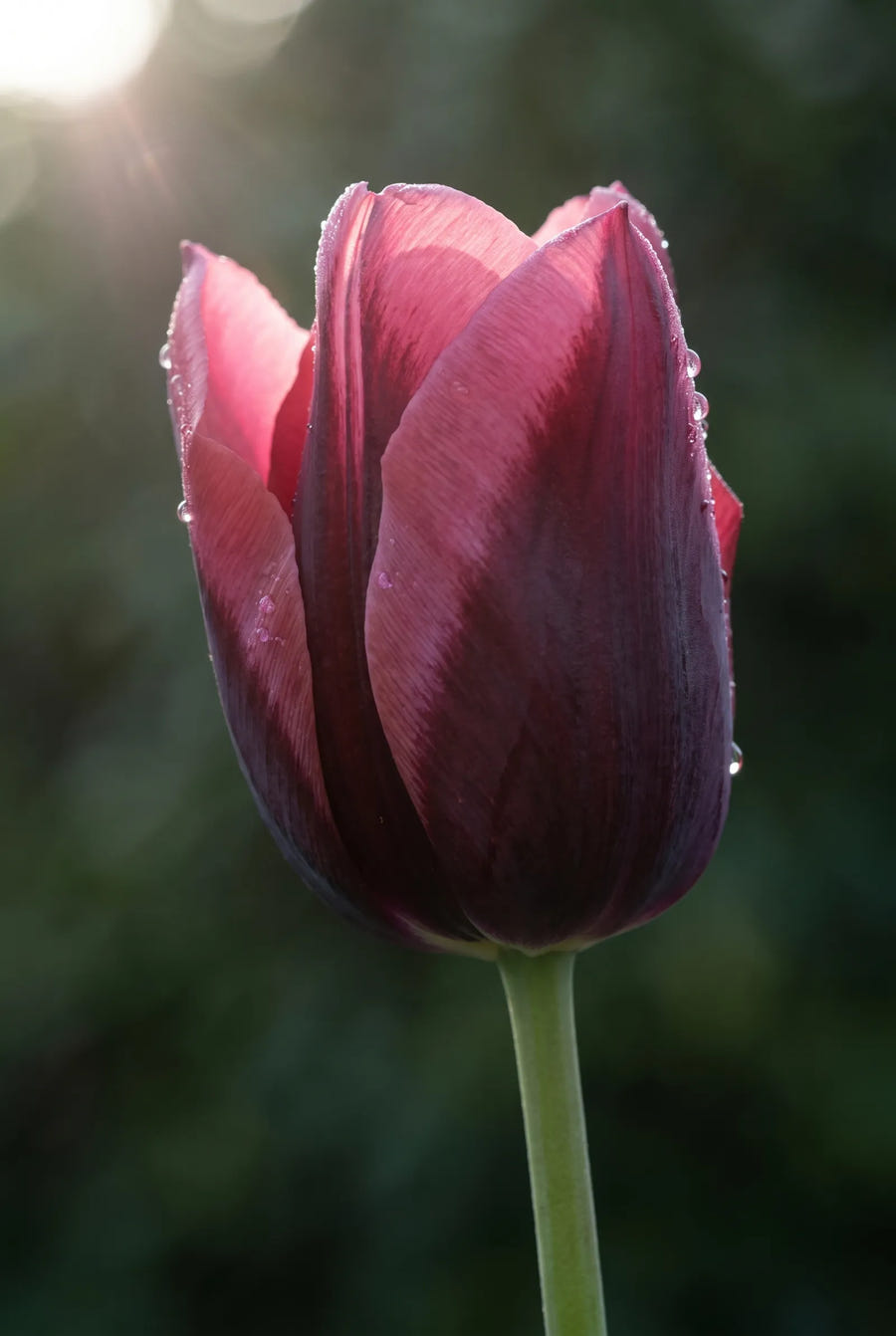 Tulipa Dance Club — sfeerbeeld