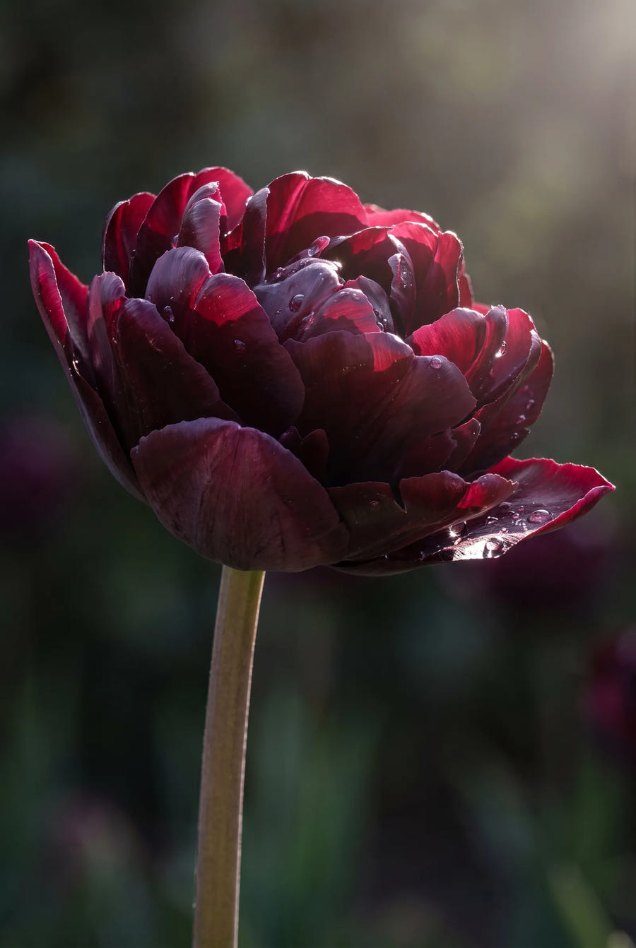 Tulipa Double Dutch — sfeerbeeld