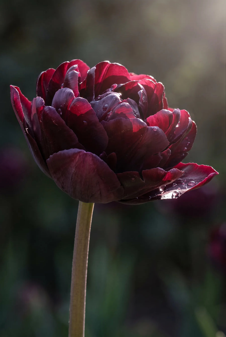 Tulipa Double Dutch — sfeerbeeld